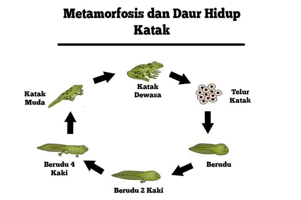 Rahasia Menjawab Soal Bahasa Indonesia Kelas 4SD Semester 1 Agar Nilai Sempurna