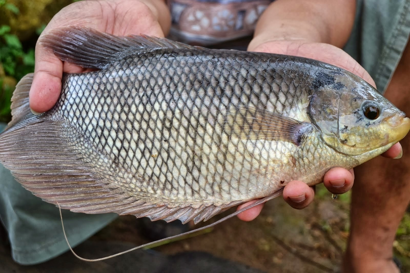 Wajib Tahu! Link Download Soal PAS Semester 1 Kelas 4 Terbaru Agar Nilai Maksimal